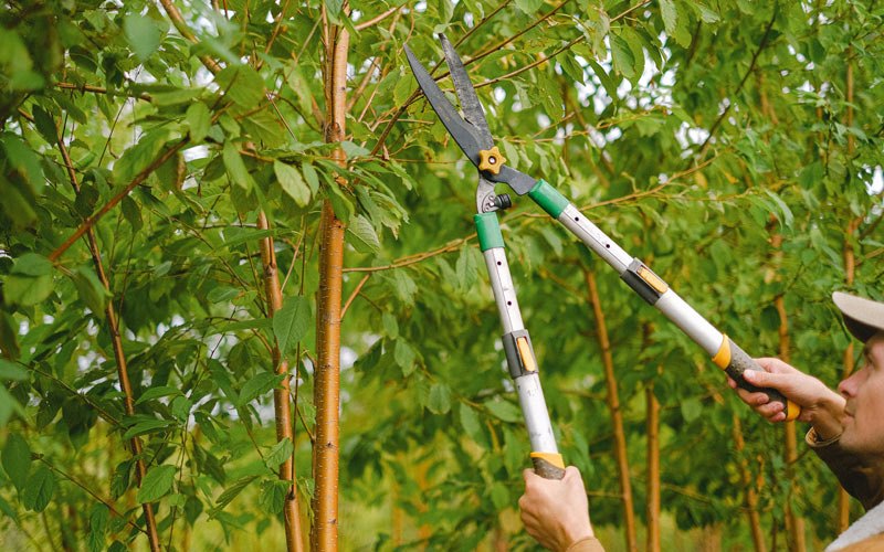 Tree trimming in Quebradillas, PR